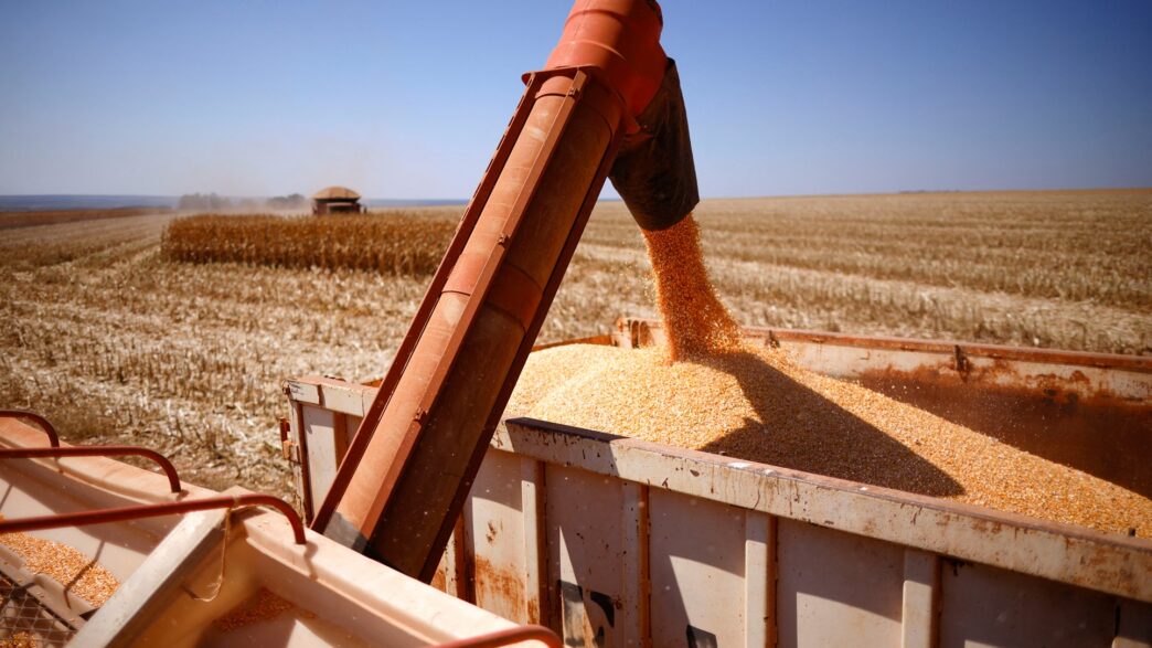 Milho e soja — foto ilustrativa