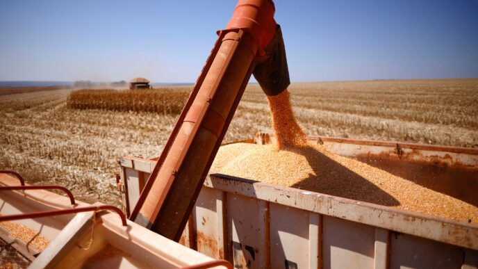 Milho e soja — foto ilustrativa