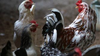 Sadia Halal — foto ilustrativa