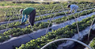 Agricultura Regenerativa Tropical — foto ilustrativa