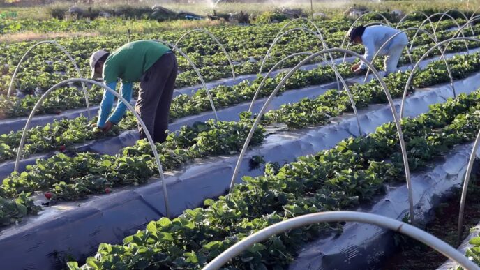 Agricultura Regenerativa Tropical — foto ilustrativa