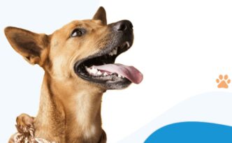 fusão Petz e Cobasi — foto ilustrativa