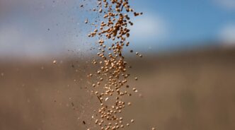 Soja atinge máxima de 4 meses em Chicago — foto ilustrativa