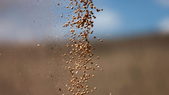 Soja atinge máxima de 4 meses em Chicago — foto ilustrativa