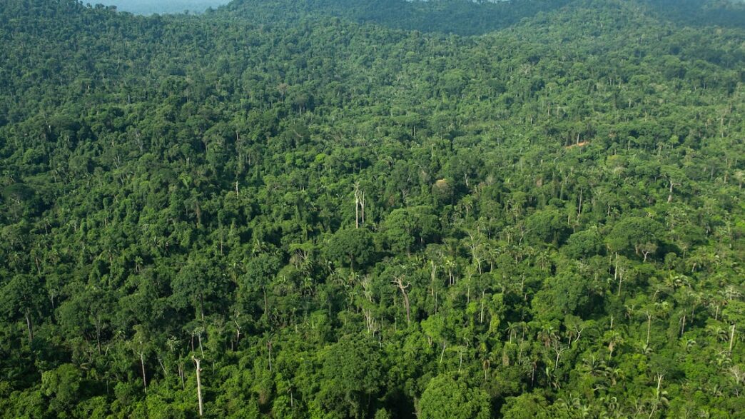Florestas do Brasil — foto ilustrativa