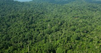 Florestas do Brasil — foto ilustrativa