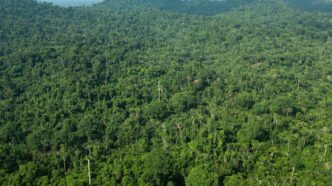Florestas do Brasil — foto ilustrativa