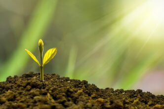 Investimento em projetos florestais impulsiona conservação ambiental e metas de descarbonização com aporte da GenZero no fundo BTG Pactual TIG.