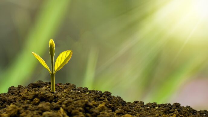 Investimento em projetos florestais impulsiona conservação ambiental e metas de descarbonização com aporte da GenZero no fundo BTG Pactual TIG.