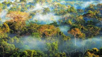 COP30 no Brasil — foto ilustrativa