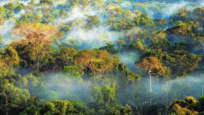 COP30 no Brasil — foto ilustrativa