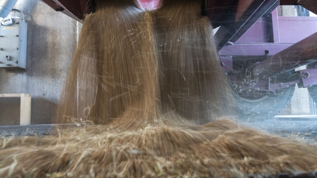 China busca trigo americano — foto ilustrativa