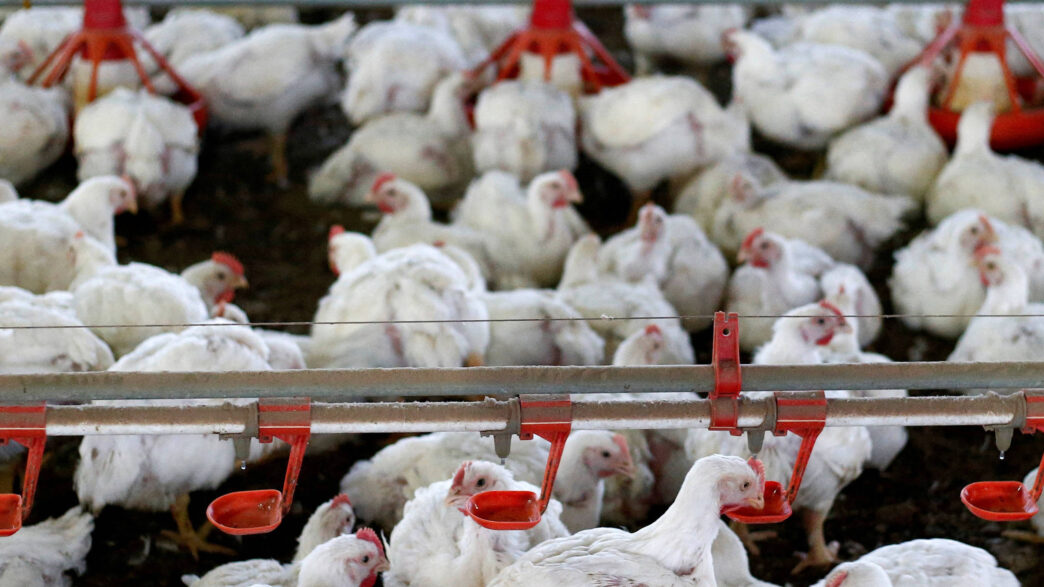 China suspende embargo frango Brasil — foto ilustrativa