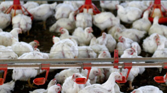 China suspende embargo frango Brasil — foto ilustrativa