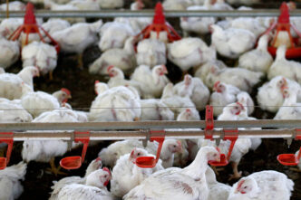 China suspende embargo frango Brasil — foto ilustrativa
