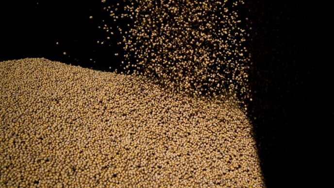 safra de soja do Brasil — foto ilustrativa