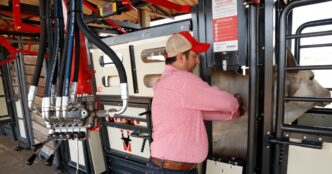 Beckhauser crescimento pecuária — foto ilustrativa