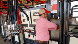 Beckhauser crescimento pecuária — foto ilustrativa