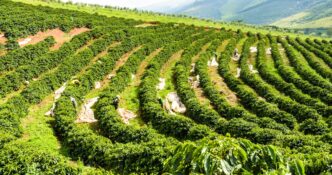 seguro rural — foto ilustrativa