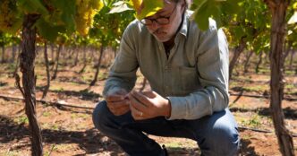 Vinhedos da Concha y Toro no Chile focados em produção premium.