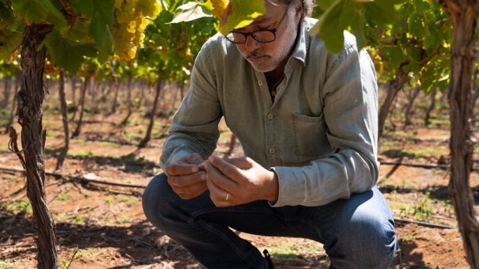 Vinhedos da Concha y Toro no Chile focados em produção premium.