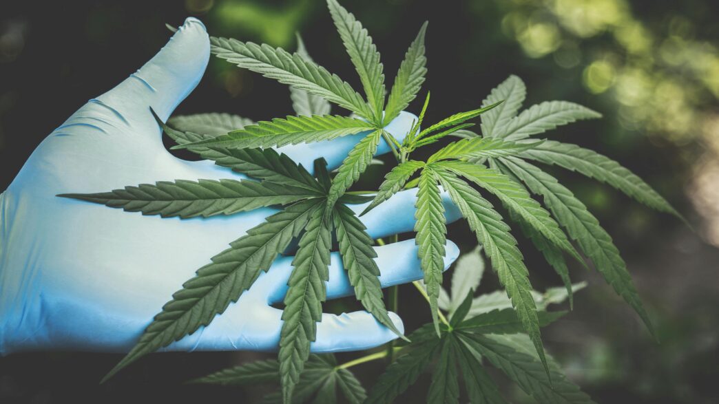 Representação gráfica da mudança de status regulatório da maconha nos EUA.