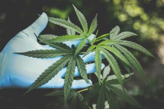 Representação gráfica da mudança de status regulatório da maconha nos EUA.
