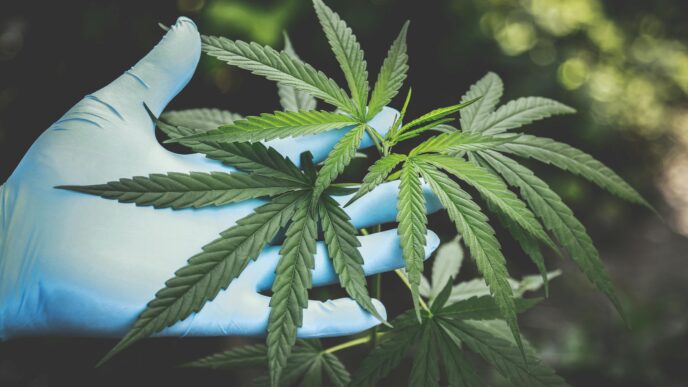 Representação gráfica da mudança de status regulatório da maconha nos EUA.