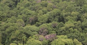 Vista aérea de área em processo de restauração da Mata Atlântica.