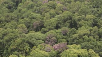 Vista aérea de área em processo de restauração da Mata Atlântica.