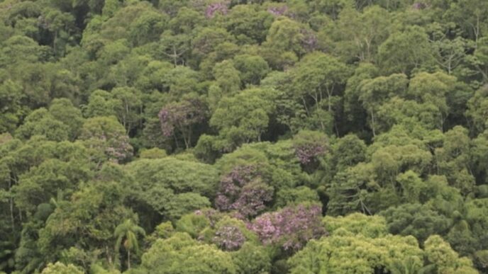 Vista aérea de área em processo de restauração da Mata Atlântica.