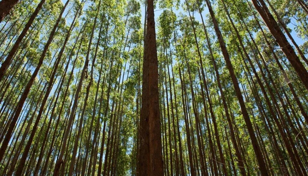Instalações industriais da Suzano e processamento de celulose.
